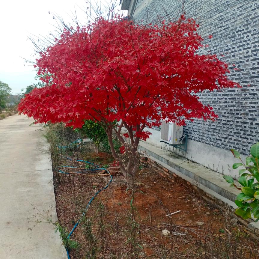 如意