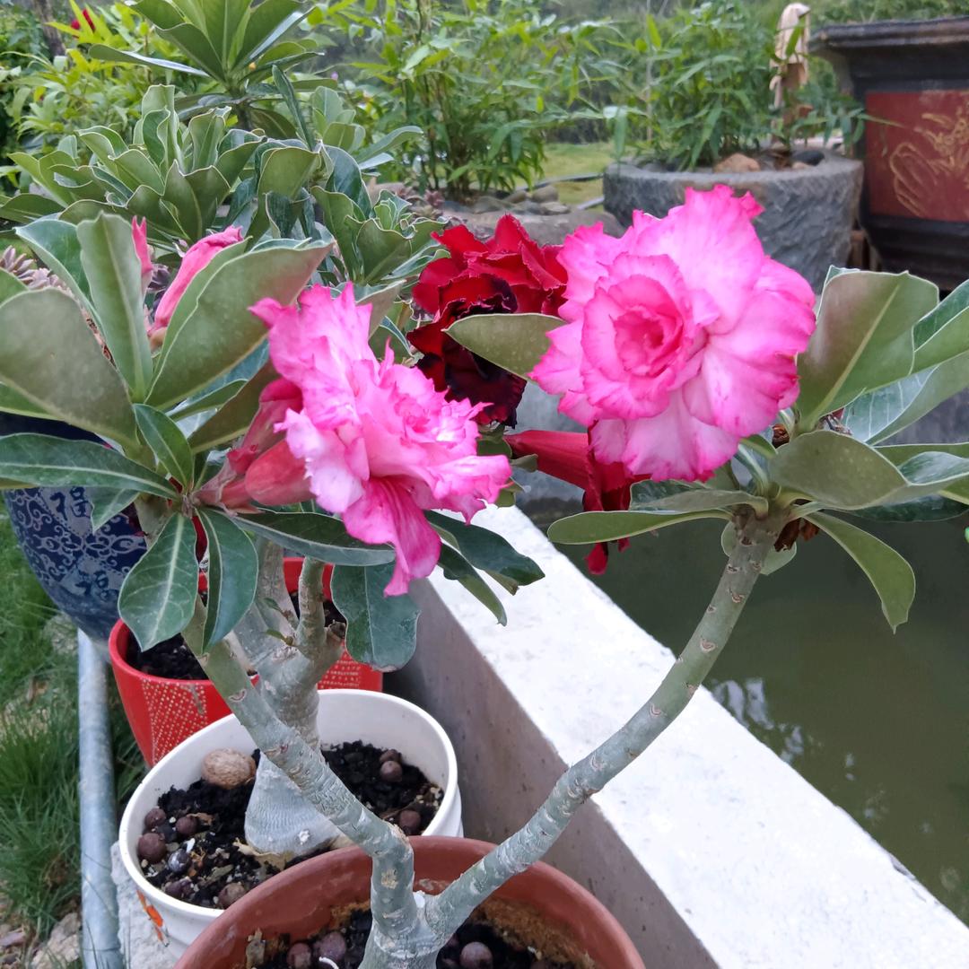 樱花🌸