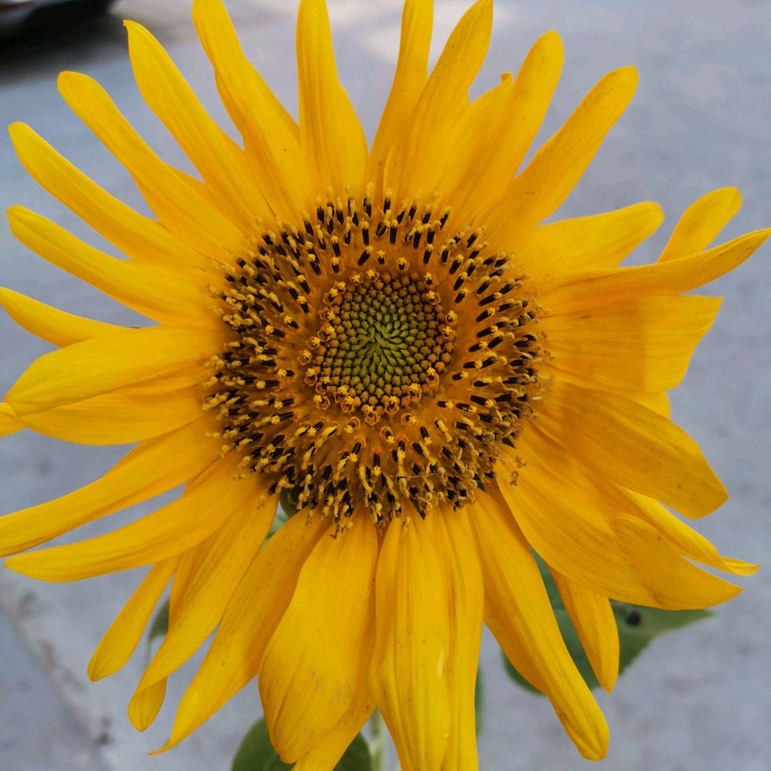 花开花落