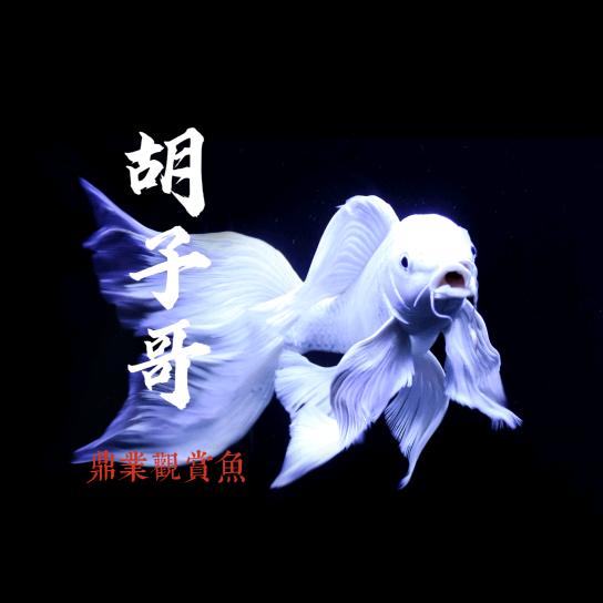 鼎业观赏鱼（胡子哥）