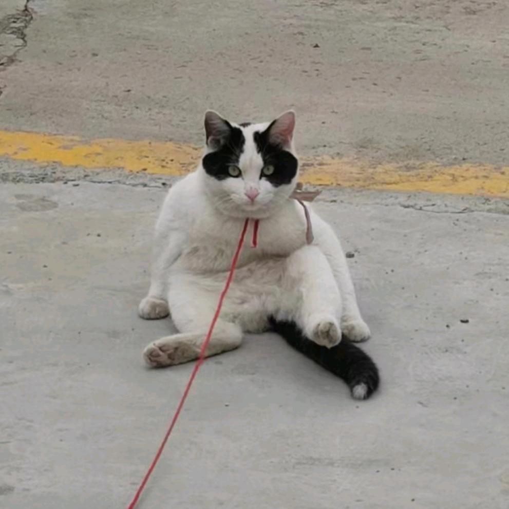 茶啊二中.