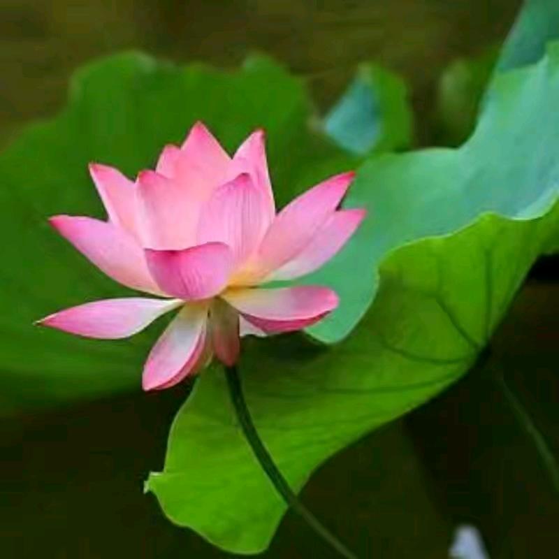 猫猫中老年穿搭