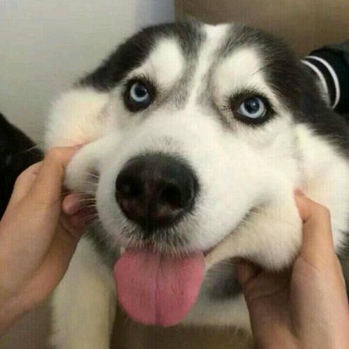 袜袜飞哥