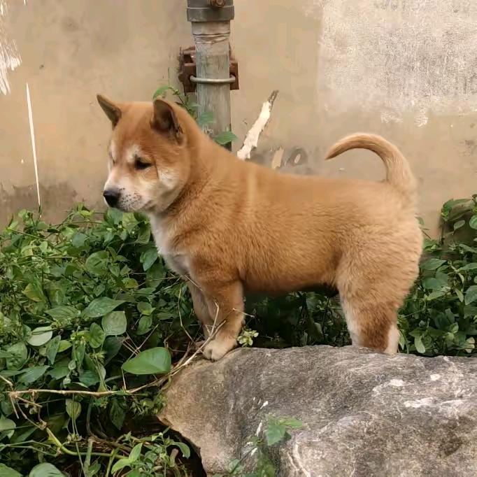 蓝兰