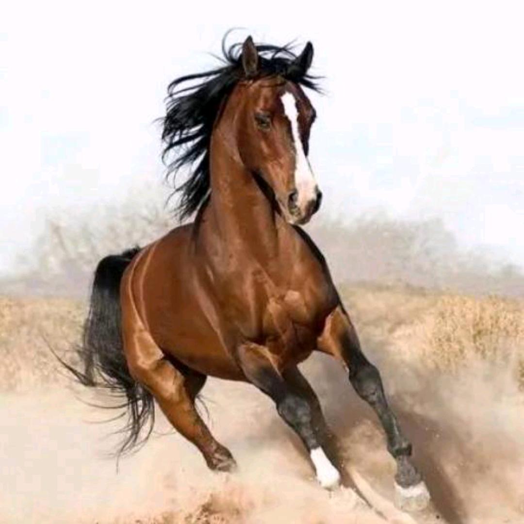 阜阳马老三，在广州