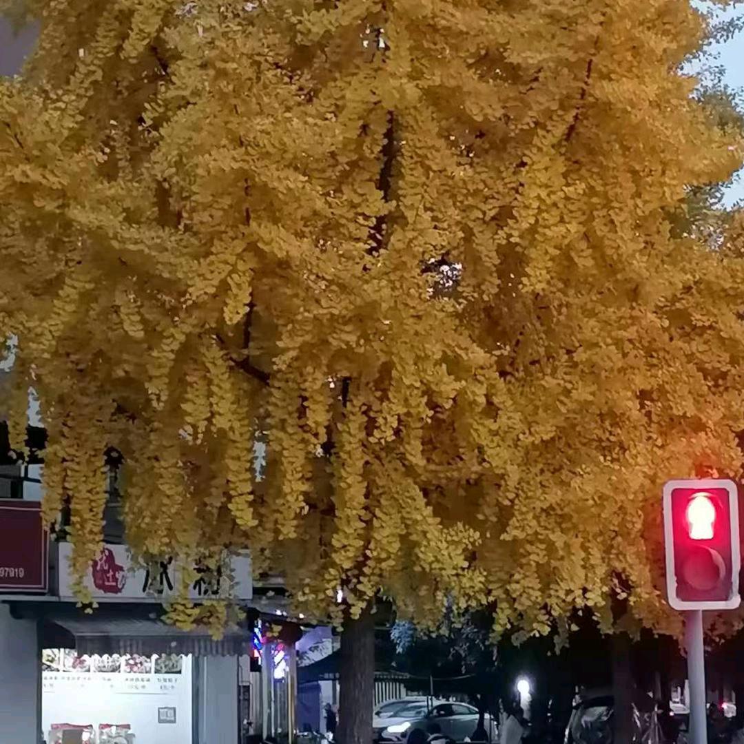 丽～