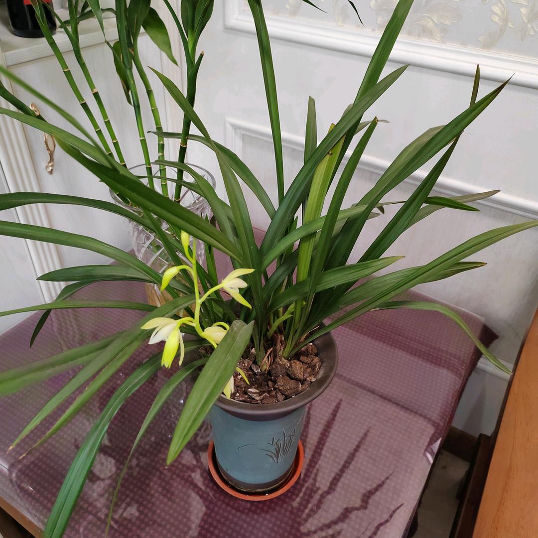 四叶草（马平）