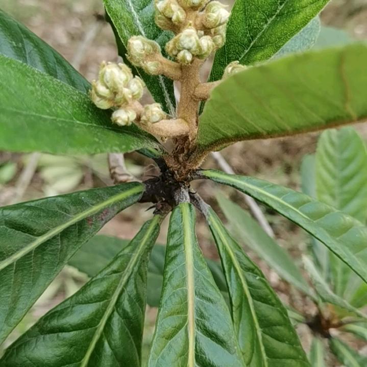 玉弓缘