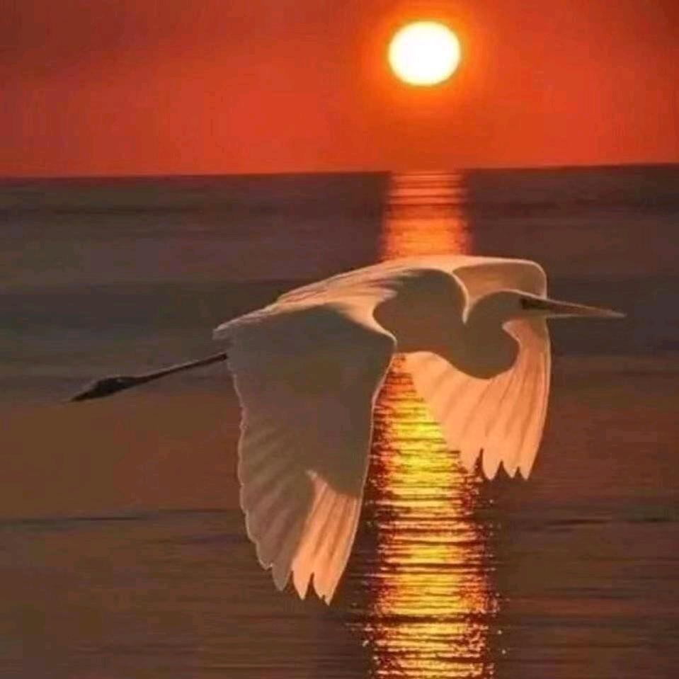 月是故乡明《广交瓜果客商》