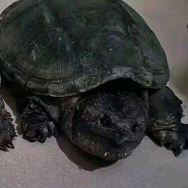 顶尖潮宠