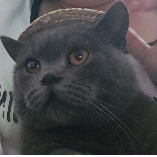 小鹿陆陆续续变有钱