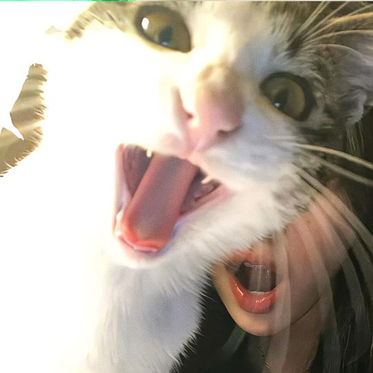 耗子是我的猫