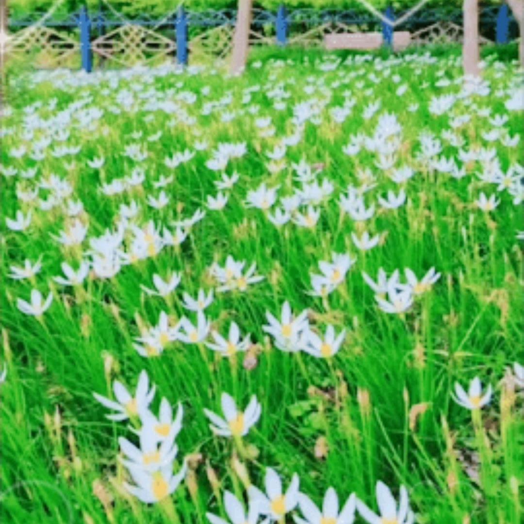 草木