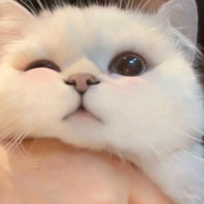 祁