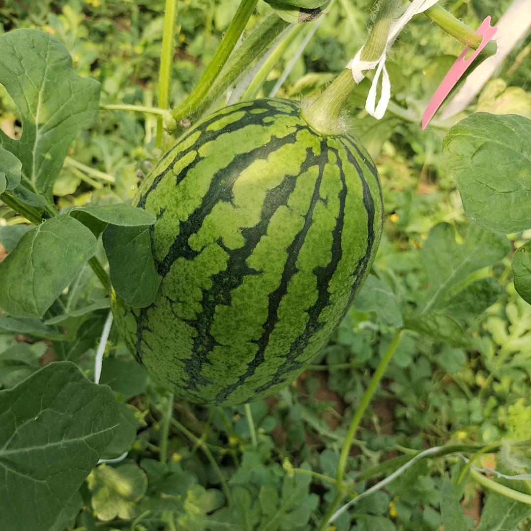 新农人～增哥🇨🇳