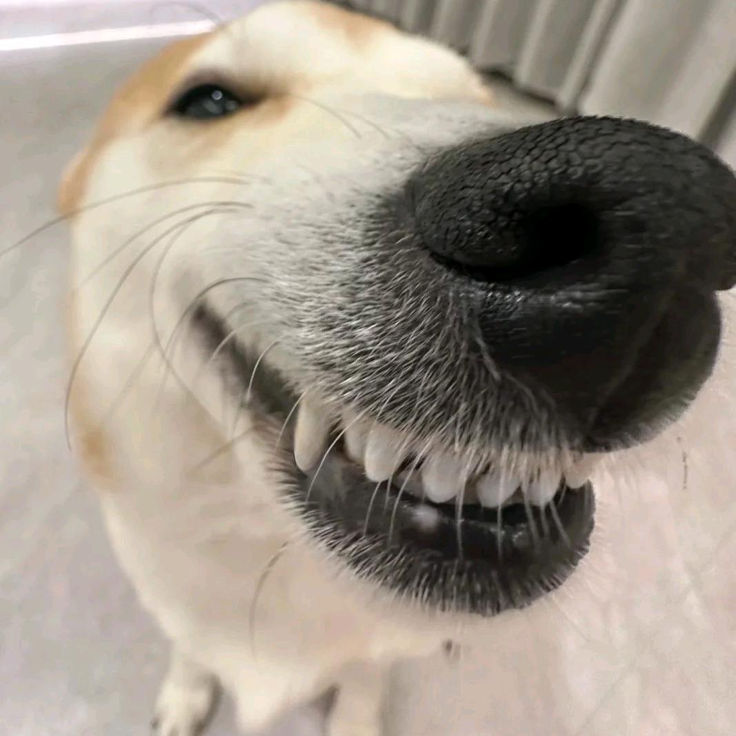 💤吻吻糍粑