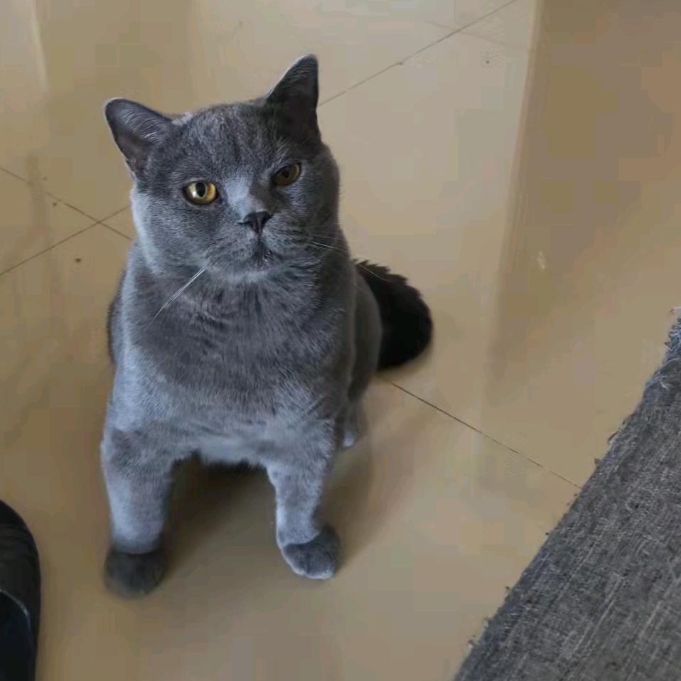 猫和狗