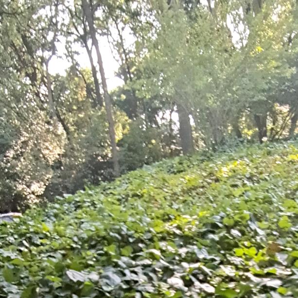 小月饼