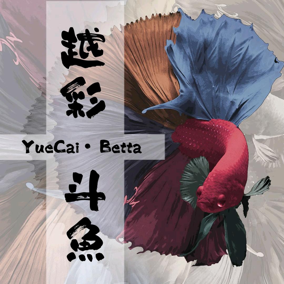 越彩斗鱼