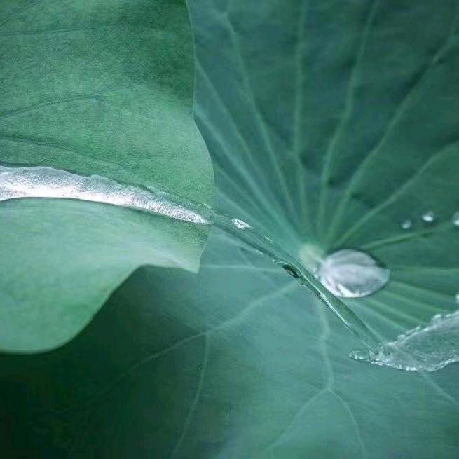 惠照叟