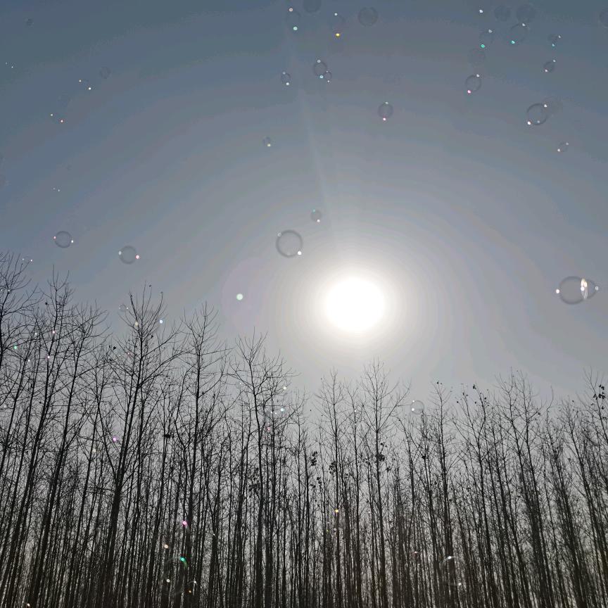 彩雲飛燕🌸🍁👑