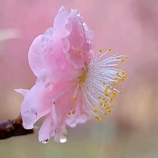 🌷晶晶姐👑