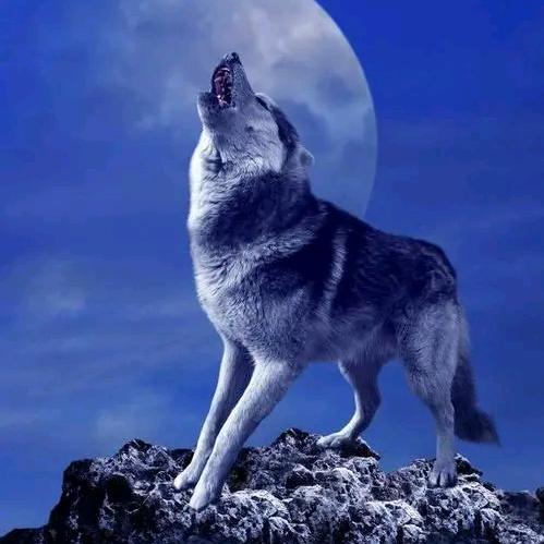 ༺ༀ༂࿅孤༒狼࿅༂ༀ༻