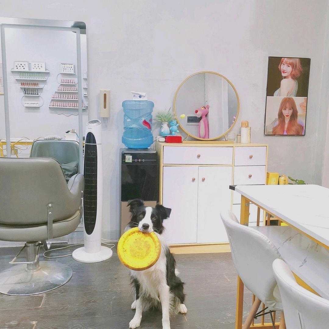 边牧格格和汤圆