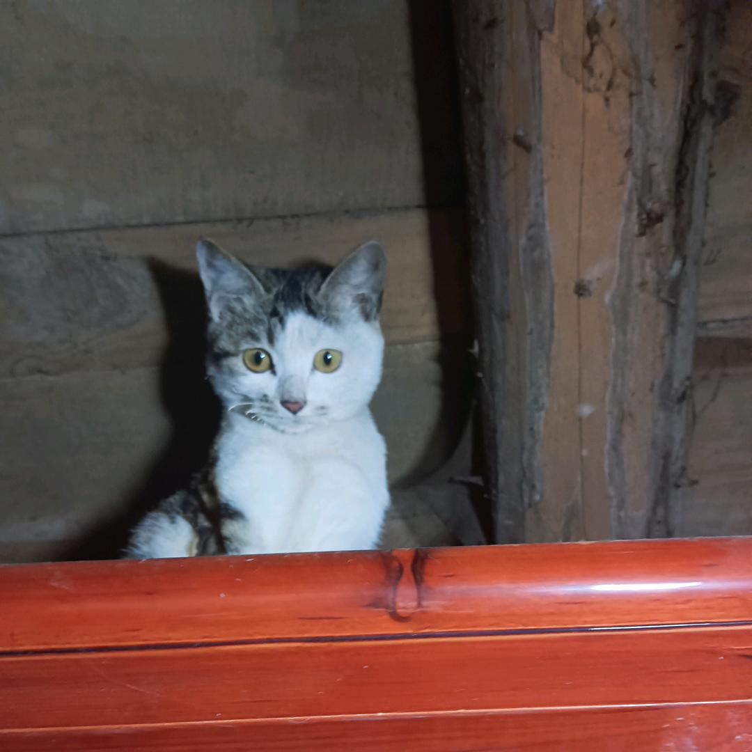 ( ˃̶̤́ ꒳ ˂̶̤̀ )