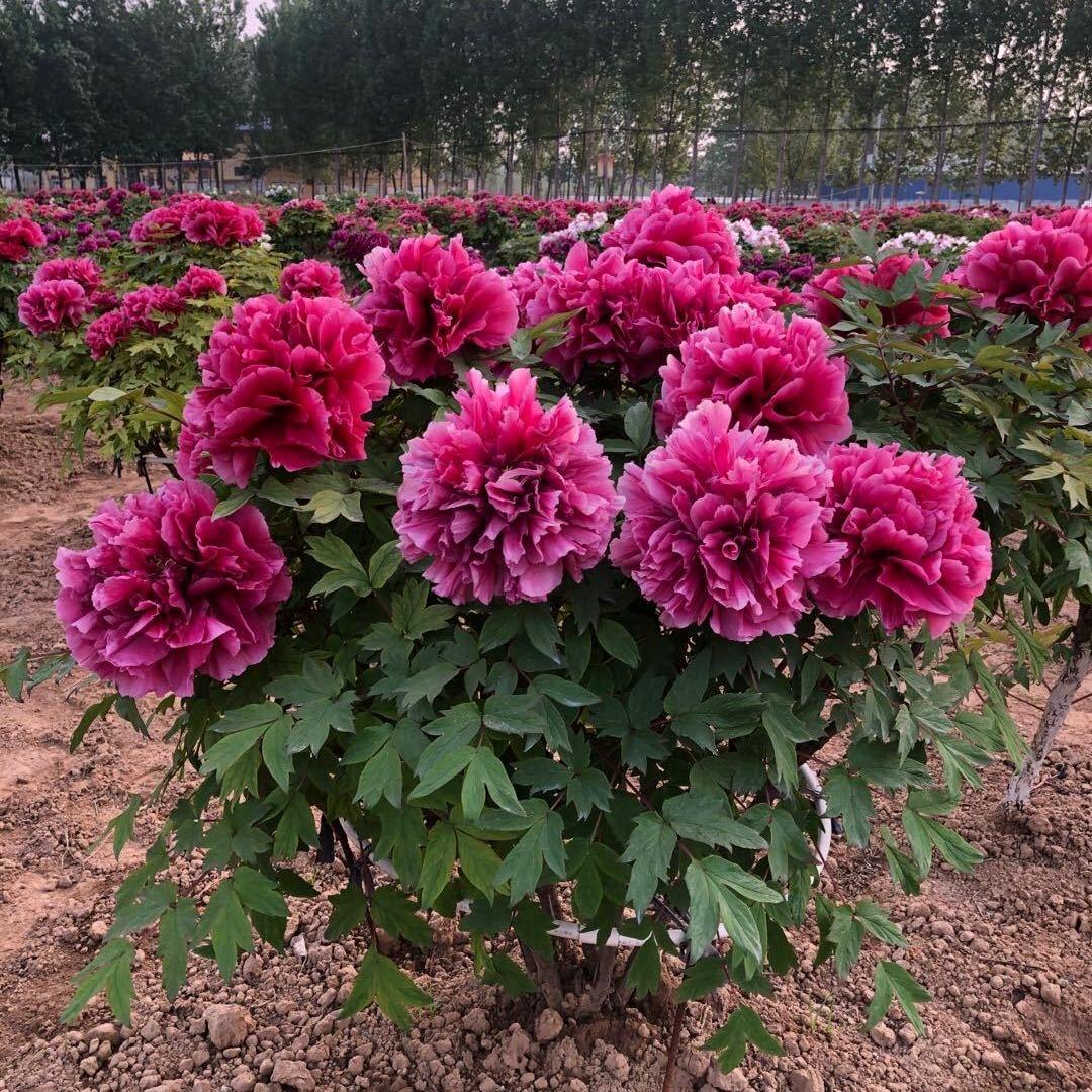 向阳爷爷