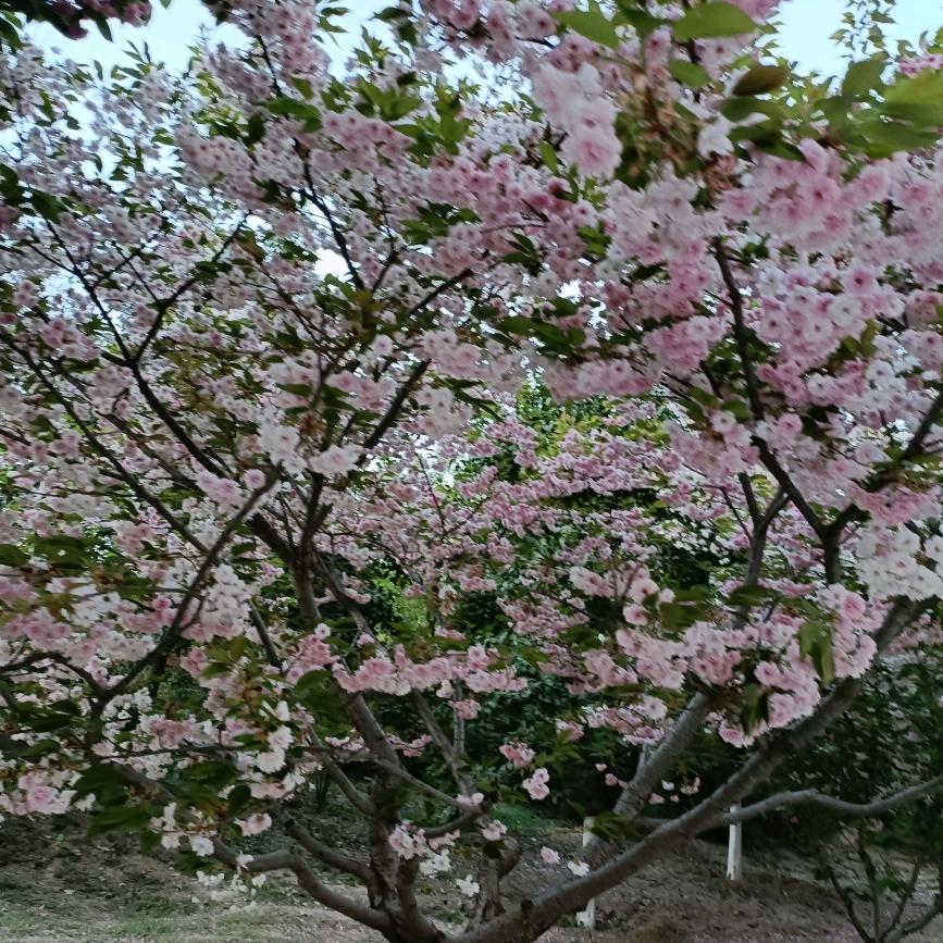 平凡