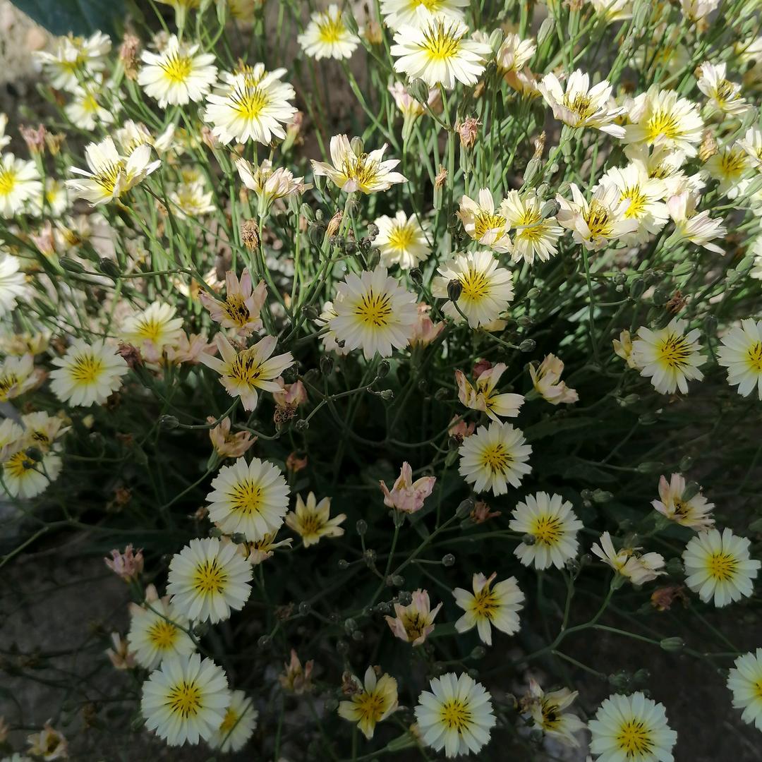 雪妈