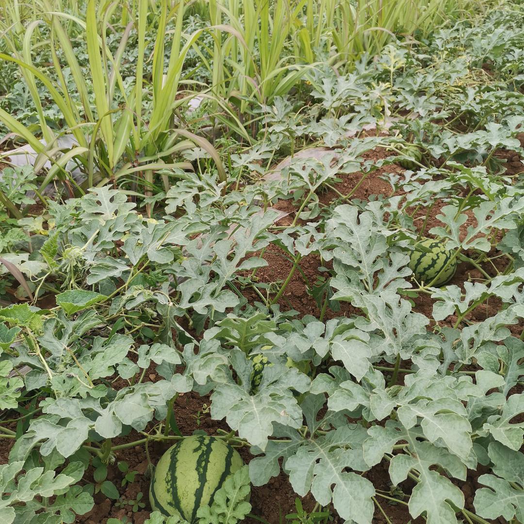 农业三农甘蔗种植