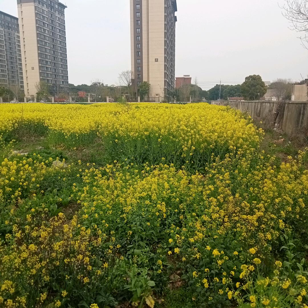 一朵梅花