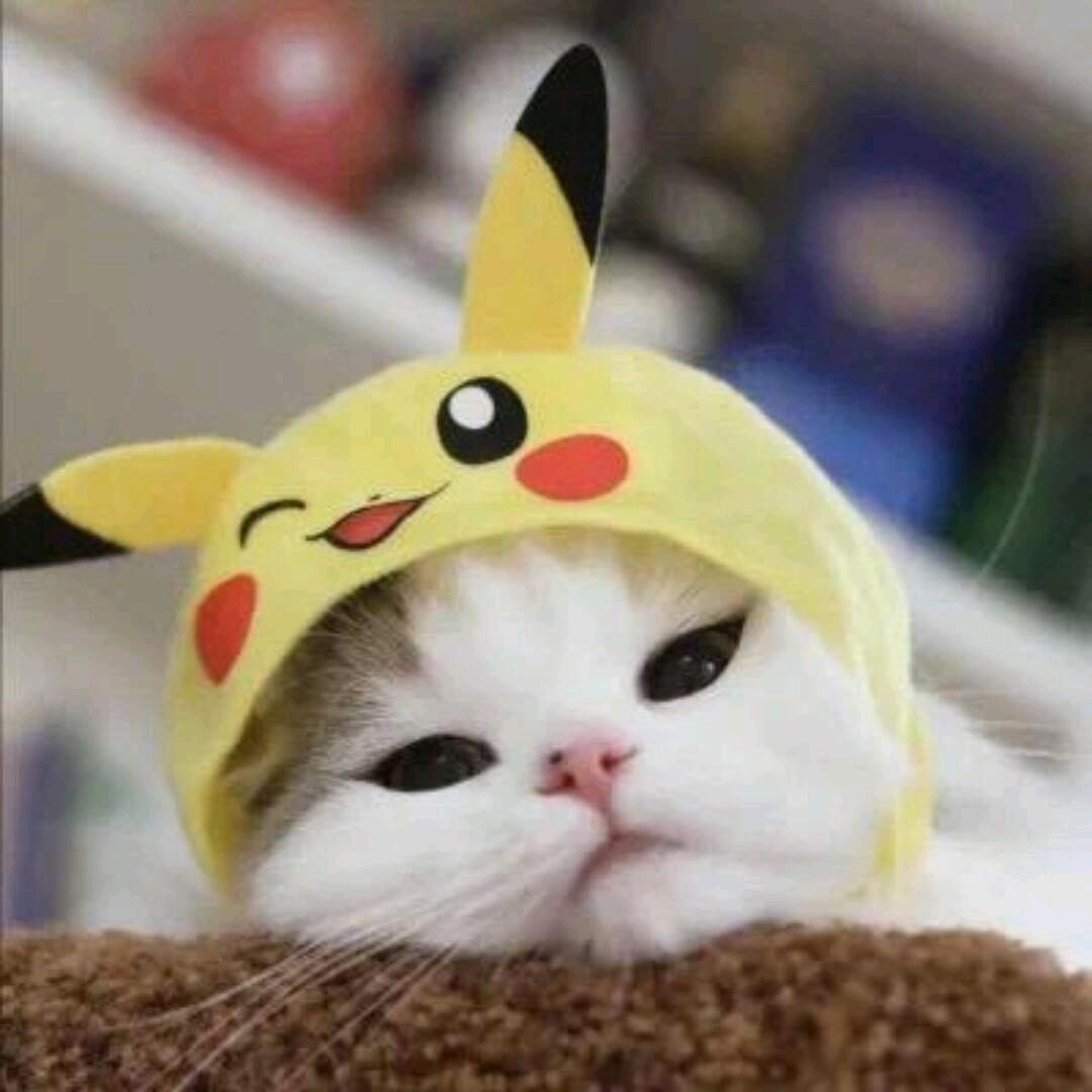 普雅