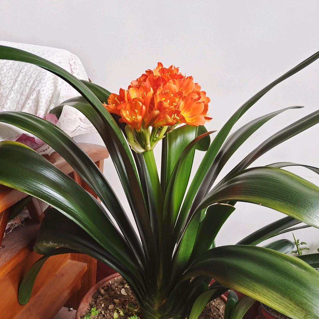 慢行神州笑流年