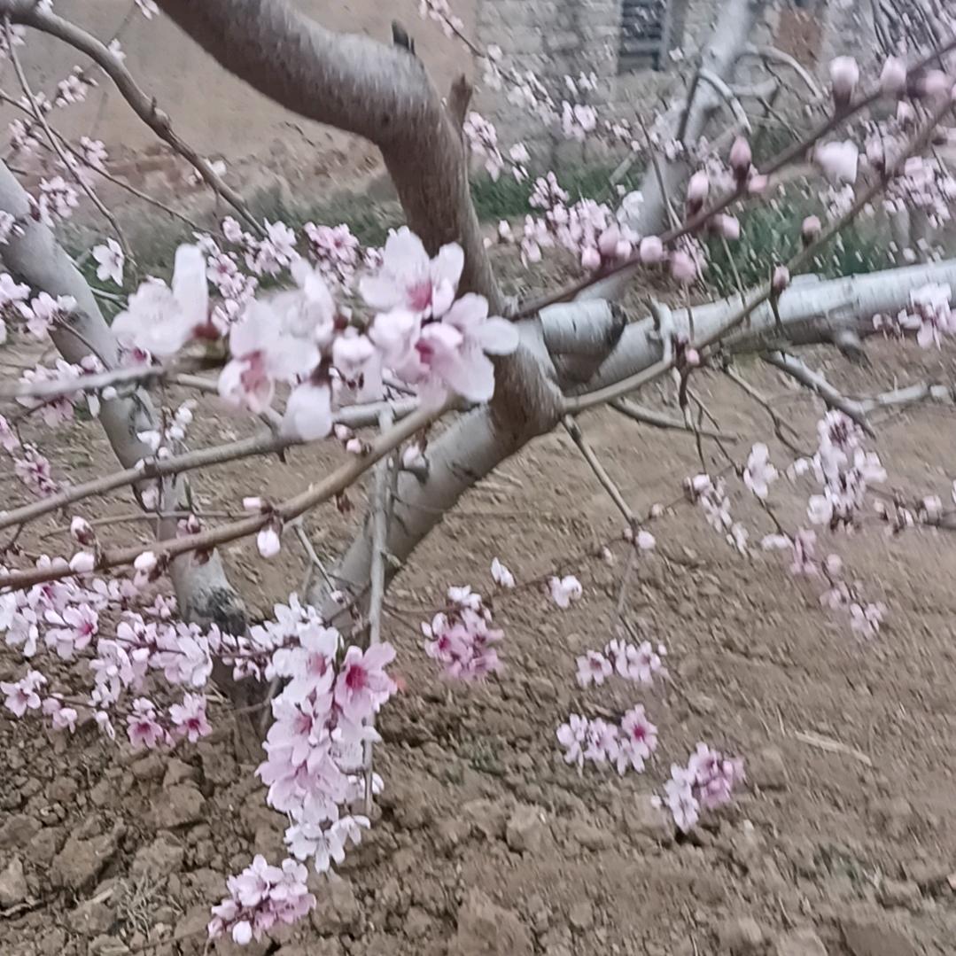桃花源记