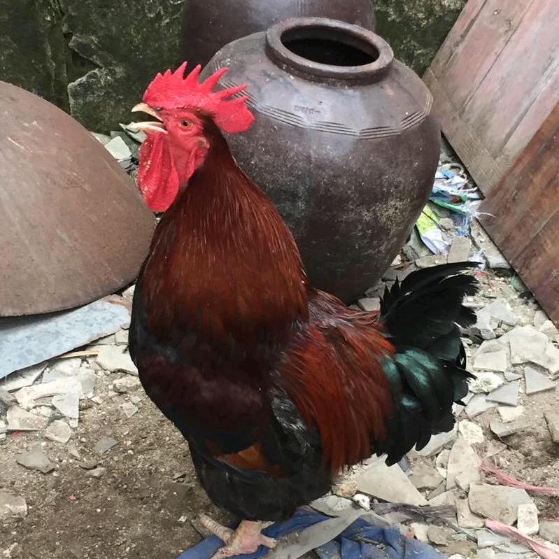 传统卤鹅