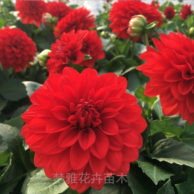 任姐没有回头路