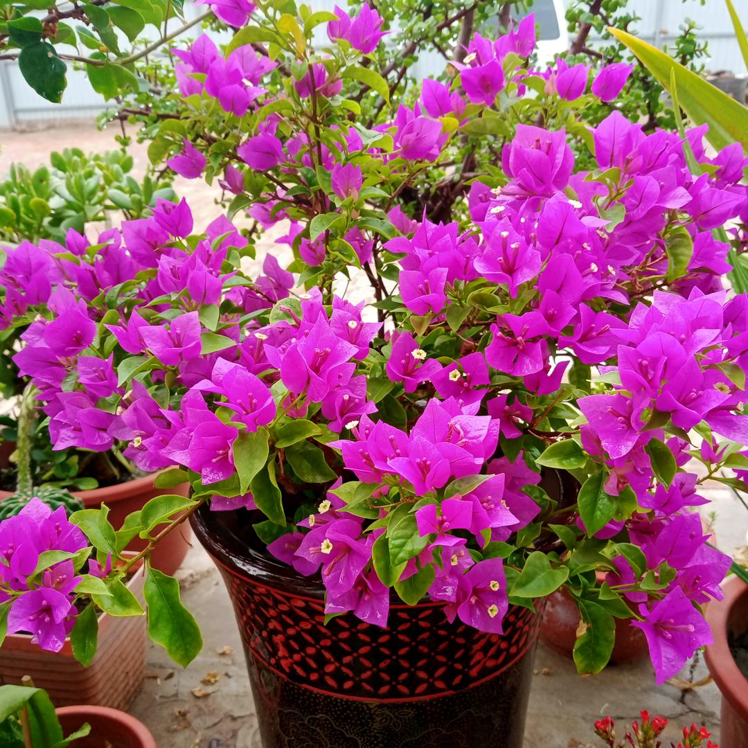 陌生人(ღ˘⌣˘ღ)