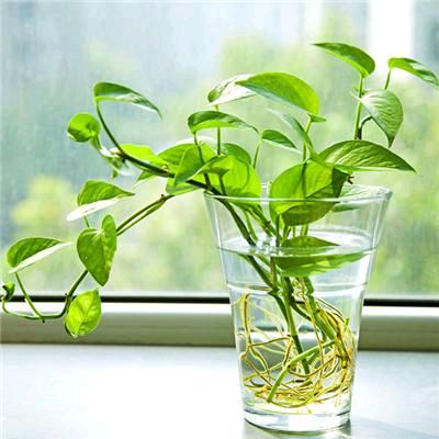 南渡 陈芳酸菜鱼