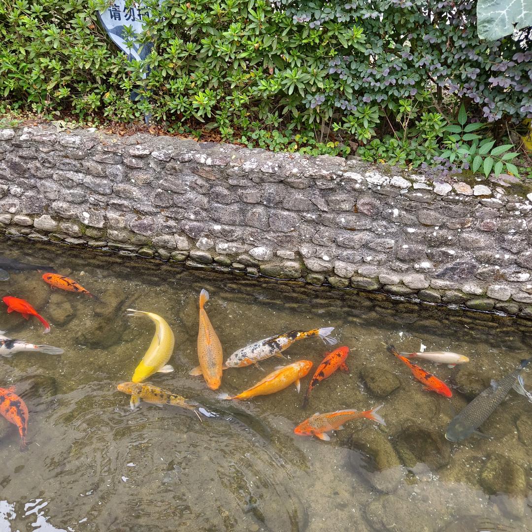 开心圆圆