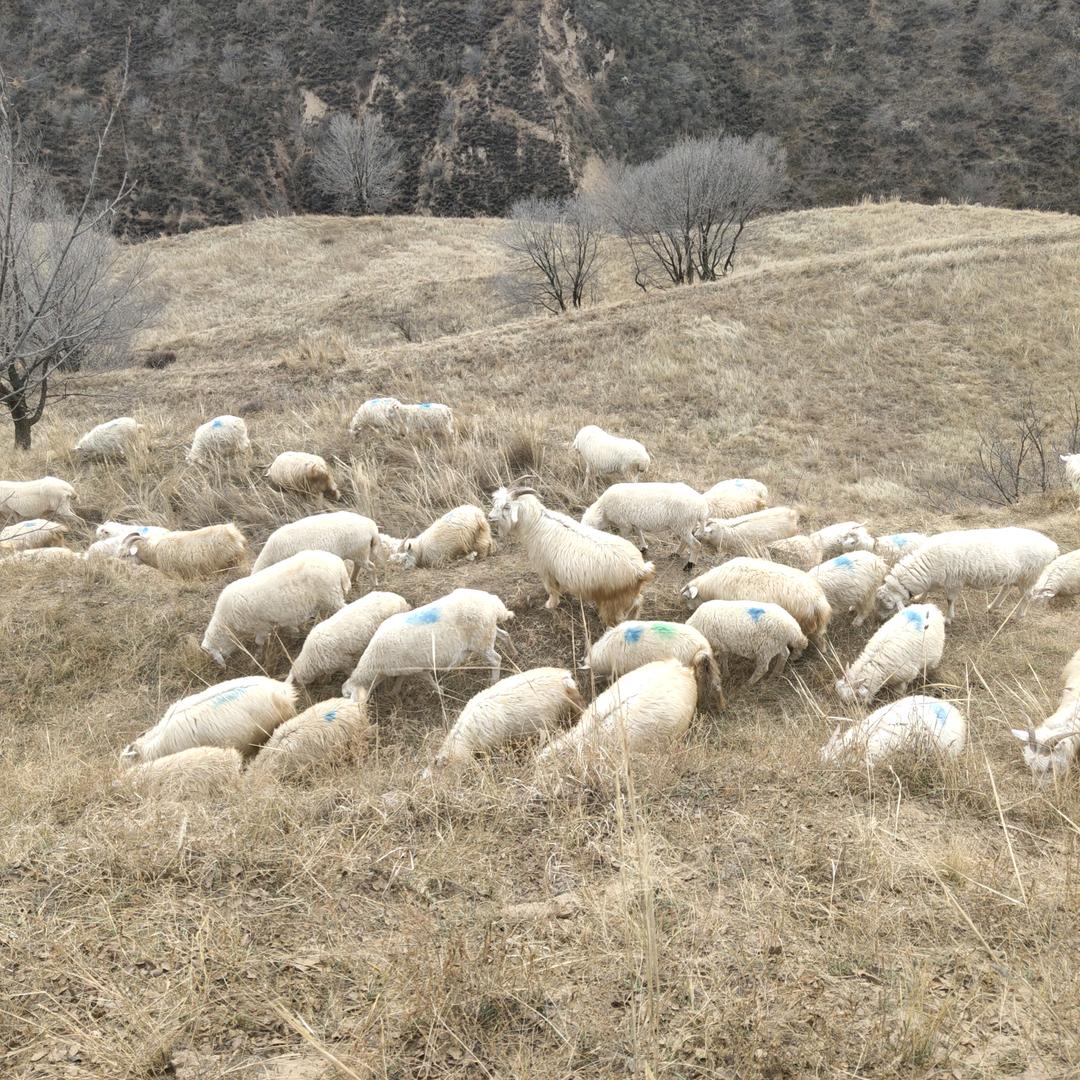 80后农村草坡放羊小后生