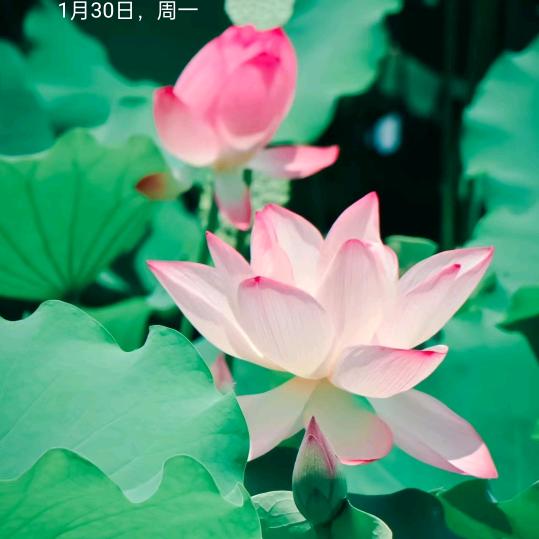 林哥哥