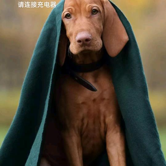 豪哥