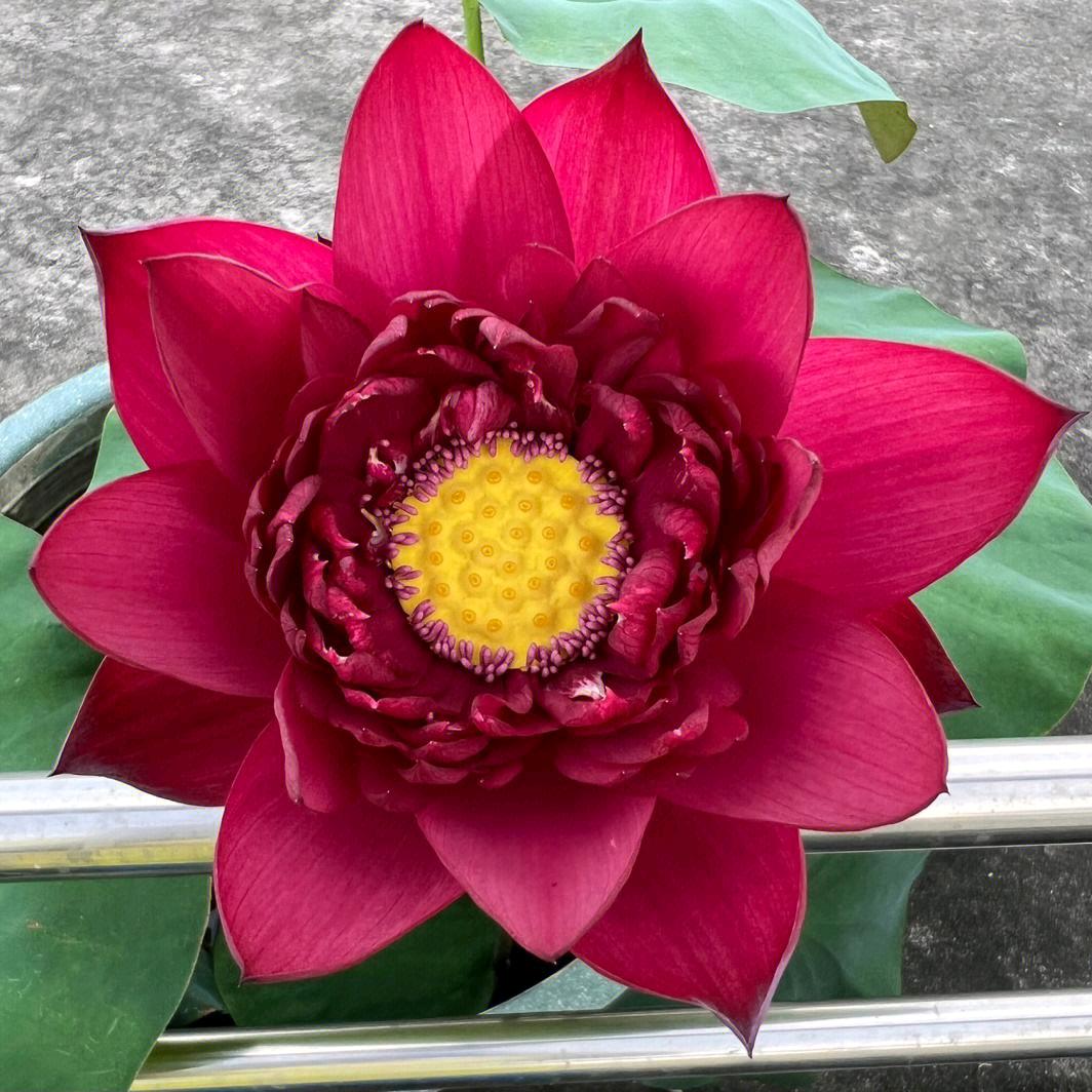 蝴蝶花卉园艺