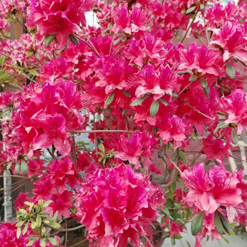 ꧔ꦿ᭄承蒙💞厚爱᭄࿐