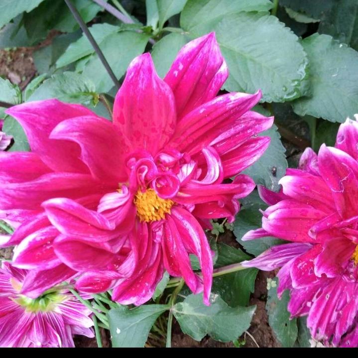 春暖花开💮