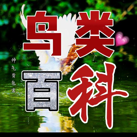 帅气背包客