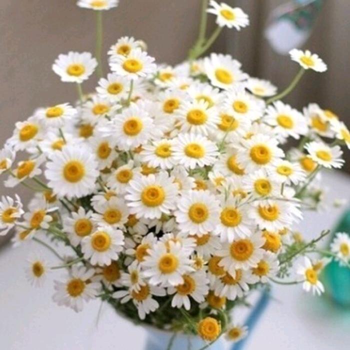 🍁趁我还在🌻